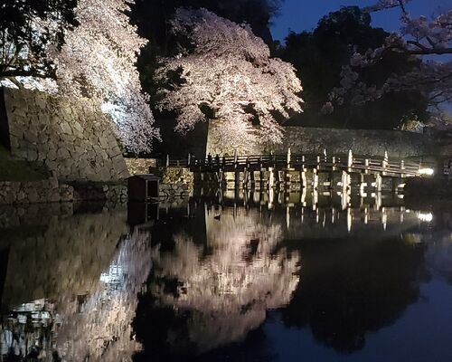 彦根城の桜も今年は早い
